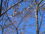9278_s20s200315.jpg