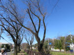 9283_858s200315.jpg