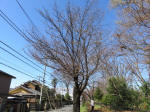 9294_974s200315.jpg