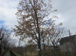 9356_n20s200315.jpg