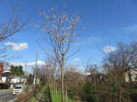 9387_n41s200317.jpg