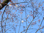 9408_853s200317.jpg