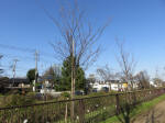9586_ks39s200319.jpg