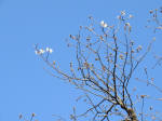 IMG_9598_827s200319.jpg