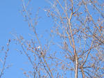 9611_ks4s200319.jpg