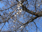 9652_898s200320.jpg