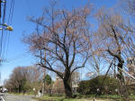 9663_915s200320.jpg