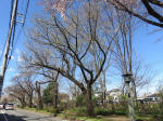 9687_953s200320.jpg