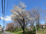 9691_962s200320.jpg