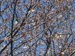 9704_968s200320.jpg