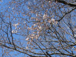 9807_1010-1s200320.jpg