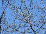 9908_203s200320.jpg