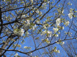 9928_232s200320.jpg