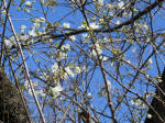 9941_252s200320.jpg