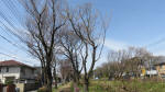 0101_840s200321.jpg