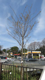 0132_ks38s200321.jpg