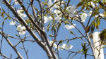 0133_ks38s200321.jpg