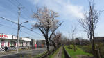 0171_295s200321.jpg