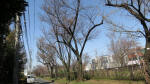 9967_650s200321.jpg