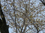 0251_461s200322.jpg