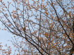 0267_452s200322.jpg