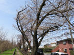 0290_439s200322.jpg
