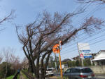 0299_431s200322.jpg