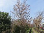 0302_kn12s200322.jpg
