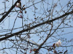 0309_kn11s200322.jpg