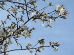 0321_kn4s200322.jpg