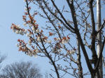 0388_n52s200322.jpg