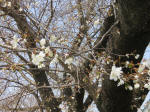 0404_365s200322.jpg
