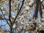 0440_345s200322.jpg