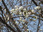 0443_341s200322.jpg