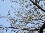 0461_332s200322.jpg