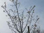 0493_kn49s200322.jpg