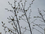 0503_kn47s200322.jpg
