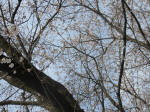0532_1006-1s200322.jpg