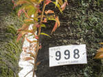 0555_998s200322.jpg