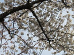 0560_996s200322.jpg