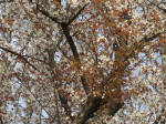 0625_965s200322.jpg
