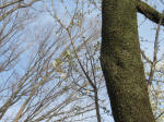 0637_954s200322.jpg