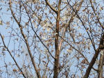 0664_ks17s200322.jpg