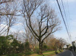 0672_932s200322.jpg
