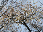 0747_867s200322.jpg