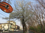 0797_174s200322.jpg