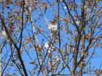0896_ks23s200324.jpg