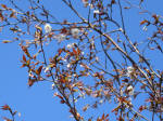 0956_ks28s200324.jpg