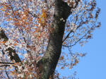 0962_618s200324.jpg