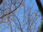 0965_616s200324.jpg